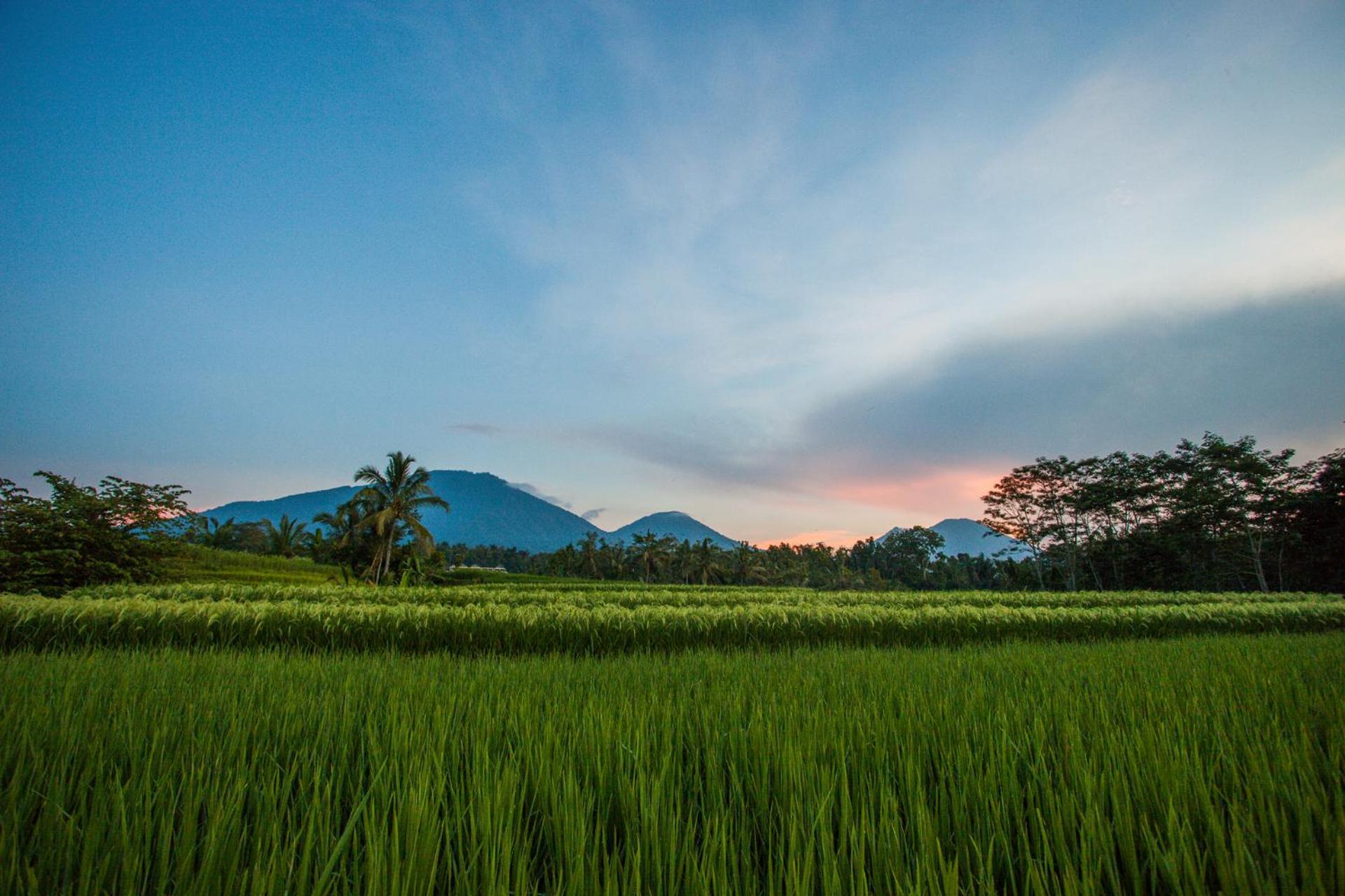 Carik Tangis Boutique Homestay Jatiluwih Ngoại thất bức ảnh